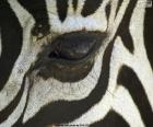Зебры глаз